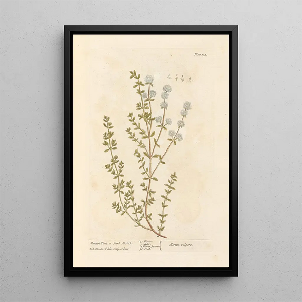 Thym Mastix oder Mastixkraut - Elizabeth Blackwell — gerahmtes Bild an der Wand