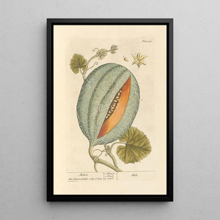 Elizabeth Blackwell - Melon.webp