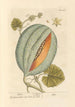 Melon - Elizabeth Blackwell — vista dell’opera