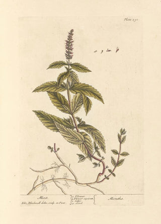 Elizabeth Blackwell - Mint.webp