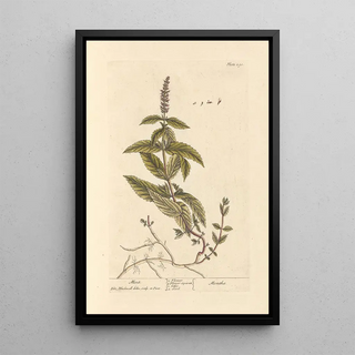 Elizabeth Blackwell - Mint.webp