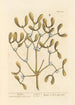 Gui - Elizabeth Blackwell — Ansicht des Kunstwerks
