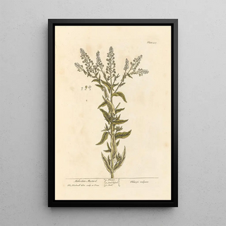 Elizabeth Blackwell - Mithridate mustard.webp