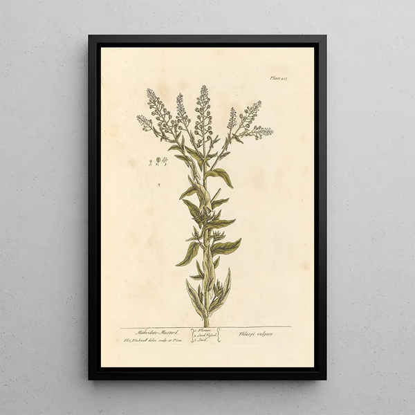Elizabeth Blackwell - Mithridate mustard.webp