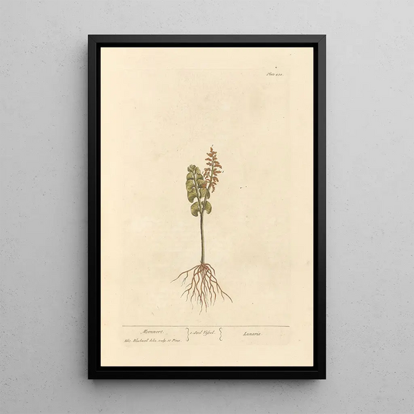 Elizabeth Blackwell - Moonwort.webp