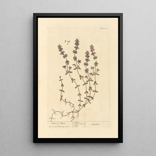 Elizabeth Blackwell - Mother of thyme.webp