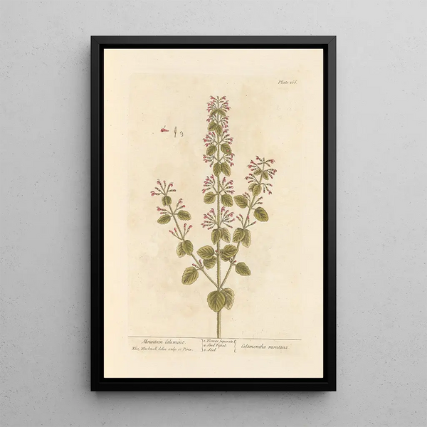 Elizabeth Blackwell - Mountain calamint.webp