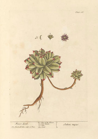 Elizabeth Blackwell - Mouse leek.webp