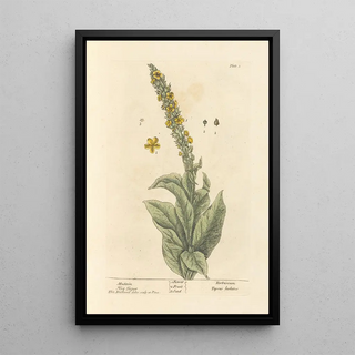 Elizabeth Blackwell - Mullein.webp