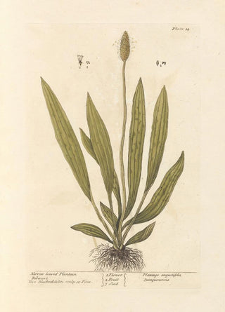 Elizabeth Blackwell - Narrow leaved plantain.webp