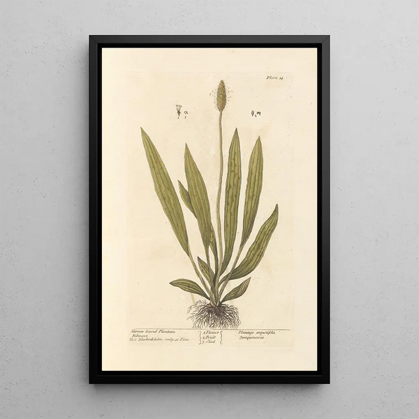 Elizabeth Blackwell - Narrow leaved plantain.webp