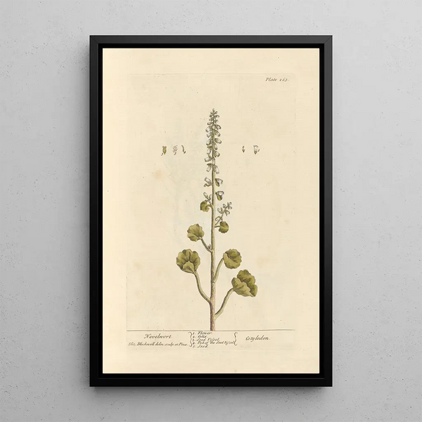 Elizabeth Blackwell - Navelwort.webp