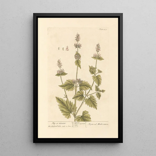 Elizabeth Blackwell - Nep or catmint.webp