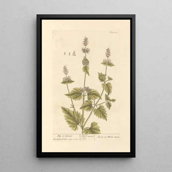 Elizabeth Blackwell - Nep or catmint.webp
