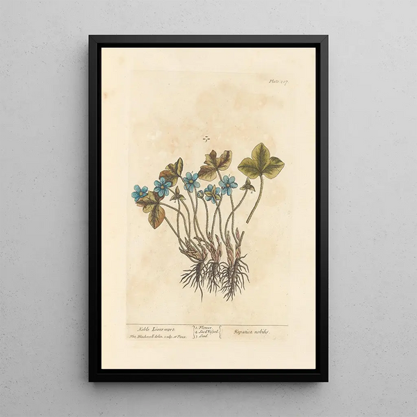 Elizabeth Blackwell - Noble liverwort.webp