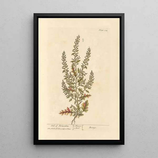 Elizabeth Blackwell - Oak of Jerusalem.webp