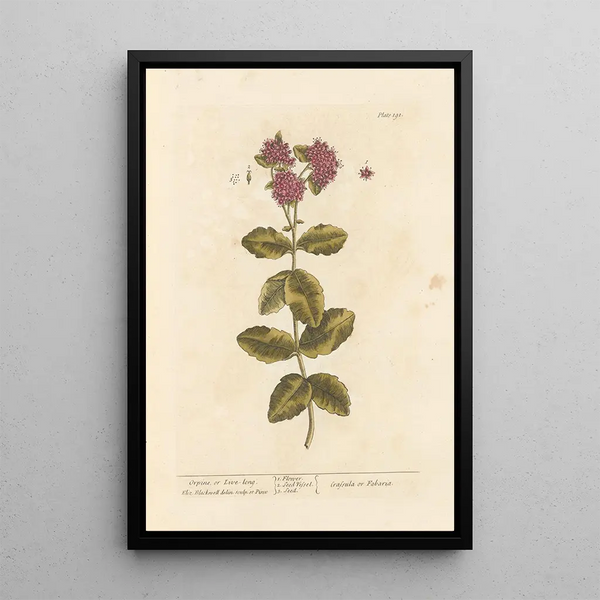 Elizabeth Blackwell - Orpine or livelong.webp
