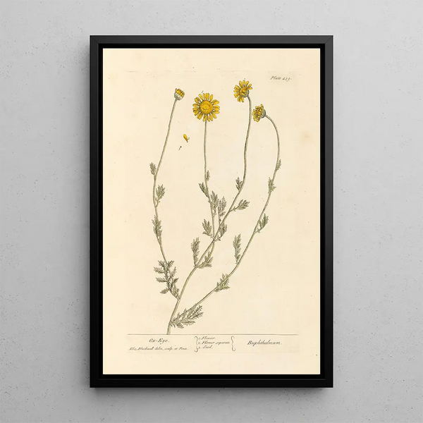 Elizabeth Blackwell - Oxeye.webp