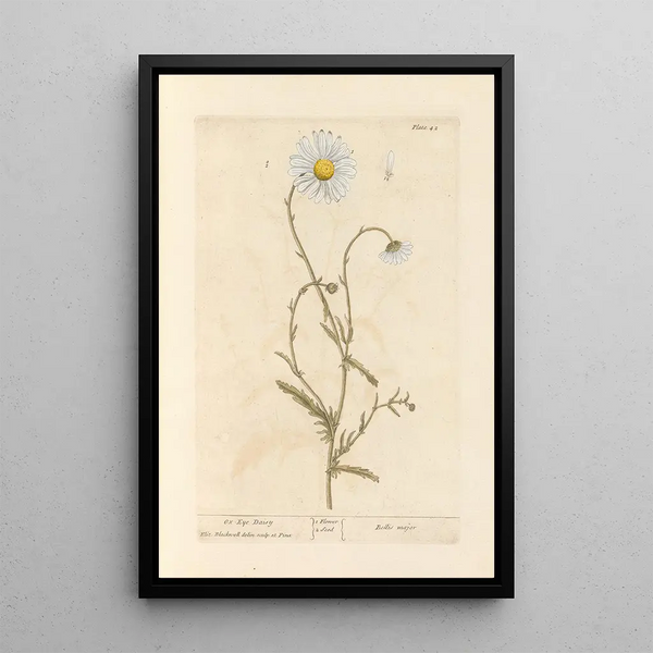 Elizabeth Blackwell - Oxeye daisy.webp