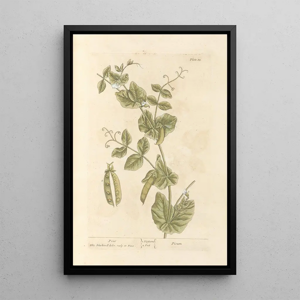 Elizabeth Blackwell - Peas.webp