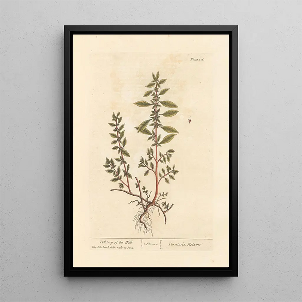 Elizabeth Blackwell - Pellitory of the wall.webp