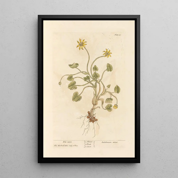 Elizabeth Blackwell - Pilewort.webp