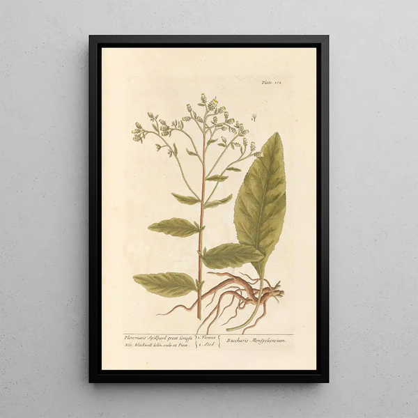 Elizabeth Blackwell - Plowmans spikenard great conysa.webp