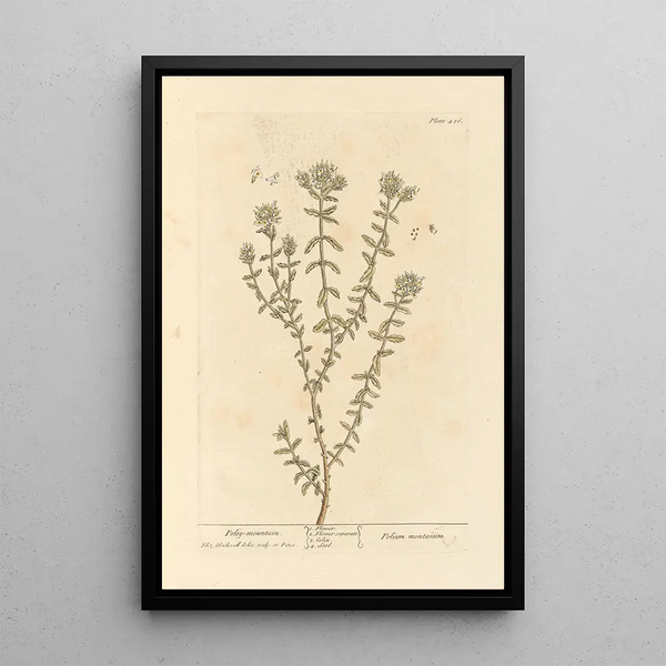 Elizabeth Blackwell - Poley mountain.webp