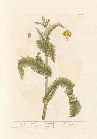 Elizabeth Blackwell - Prickly sow thistle.webp