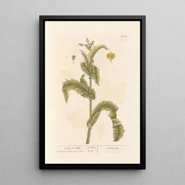 Elizabeth Blackwell - Prickly sow thistle.webp