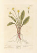 Primula - Elizabeth Blackwell — vista dell’opera