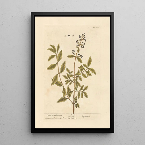 Elizabeth Blackwell - Privet or prim print.webp