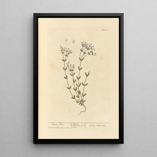 Elizabeth Blackwell - Purging flax.webp