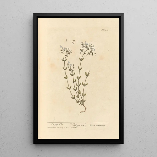 Elizabeth Blackwell - Purging flax.webp