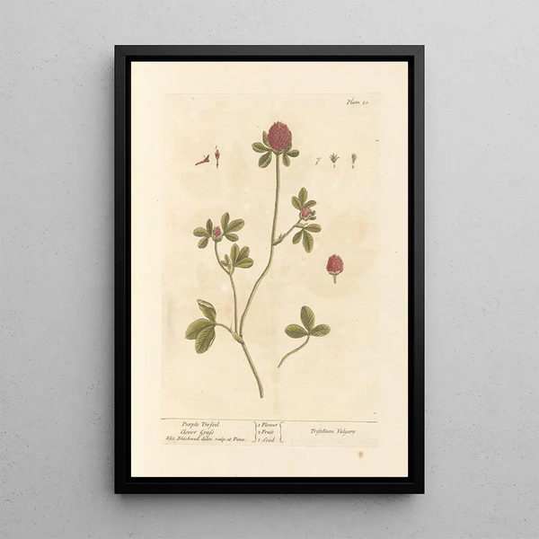 Elizabeth Blackwell - Purple trefoil.webp