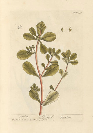 Elizabeth Blackwell - Purslain.webp