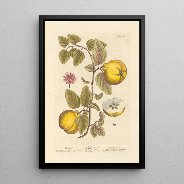 Elizabeth Blackwell - Quinces.webp