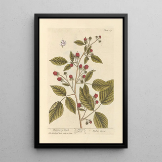Elizabeth Blackwell - Raspberry bush.webp