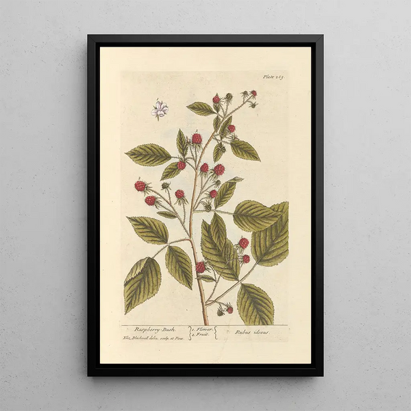 Elizabeth Blackwell - Raspberry bush.webp