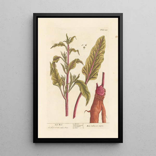 Elizabeth Blackwell - Red beet.webp