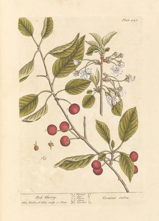 Elizabeth Blackwell - Red cherry.webp