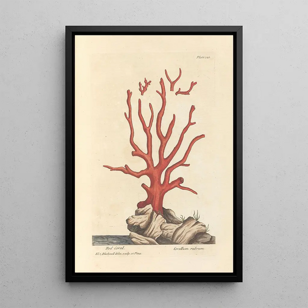 Elizabeth Blackwell - Red coral.webp