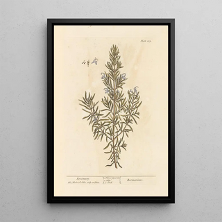 Elizabeth Blackwell - Rosemary.webp
