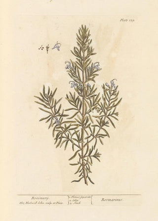 Elizabeth Blackwell - Rosemary.webp