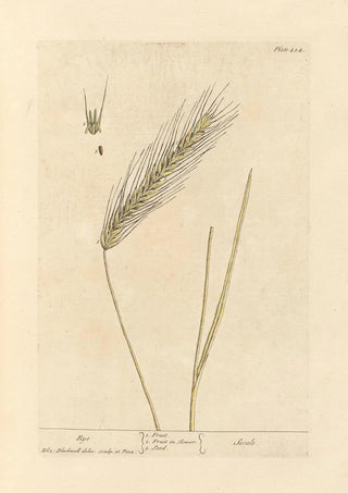 Elizabeth Blackwell - Rye.webp