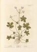 Sanicle Selfheal - Elizabeth Blackwell — vista dell’opera