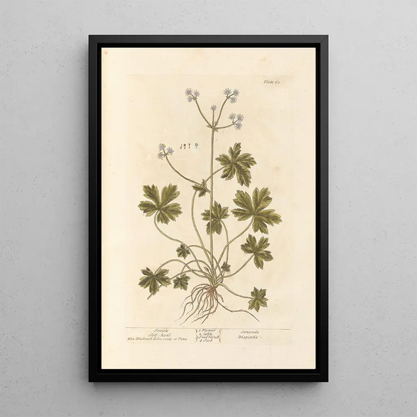 Elizabeth Blackwell - Sanicle Selfheal.webp