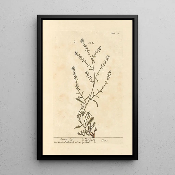 Elizabeth Blackwell - Sciatica cress.webp