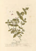 Scordium oder Wasser-Germander - Elizabeth Blackwell — Ansicht des Kunstwerks