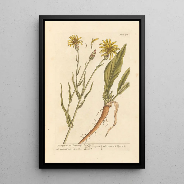 Elizabeth Blackwell - Scorzonera or vipers grass.webp